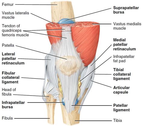 the muscles around knee diagram 